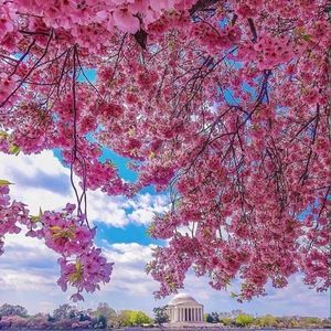 Meet your Posher, Hoang